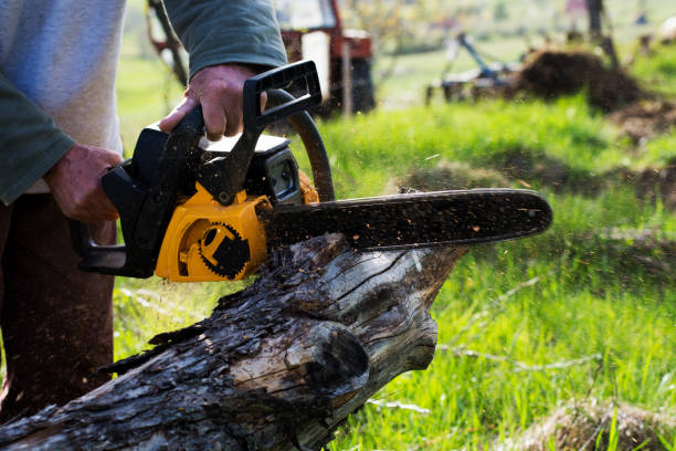 Best Leaf Removal  in Manhattan, MT